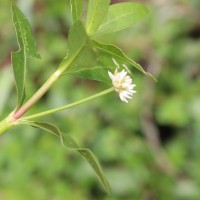 Alternanthera philoxeroides (Mart.) Griseb.